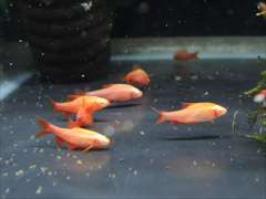 アルビノチェリーバルブ