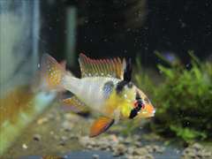 ラミレジィ ジャーマン