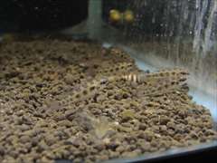 チェッカーボードシクリッド