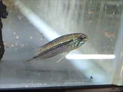 アピストグラマ・アガシジィ テフェ Wild ペア