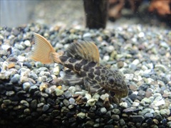 オレンジフィンレオパードトリムプレコ