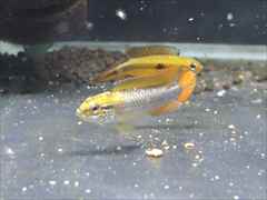 アピストグラマ・アガシジィ ダブルレッド ペア