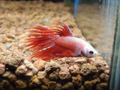 ベタ クラウンテール オス No.2