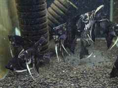 エンゼルフィッシュ ブラックマーブル