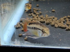 アピストグラマ・ヴィエジタ ペア