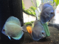 ディスカス ブルーダイヤモンドターコイズ