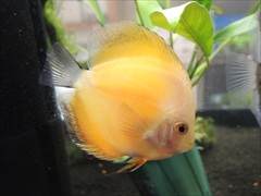 ディスカス レッドメロン