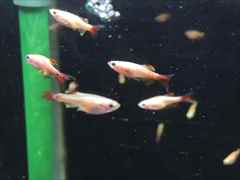 アカヒレ ゴールデンロングフィン