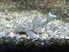 ホワイトエッジ パレペコルティア