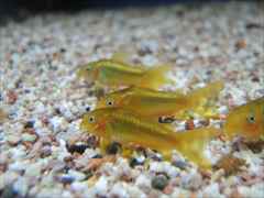 コリドラス イルミネータス ゴールド