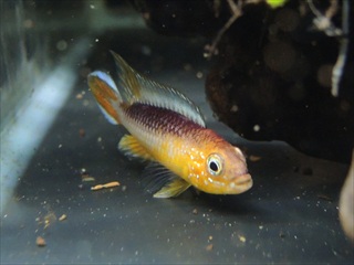 アピストグラマ・アガシジィ ファイヤーレッド ペア