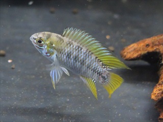 アピストグラマ・ボレリーオパール ペア