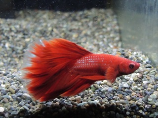 ベタ ハーフムーン オス No.3