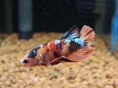 コイベタ オス ニモ No.1