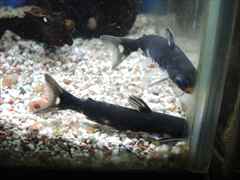 ブラックホルスタインタティア