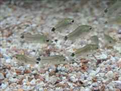 コリドラス ハステータス