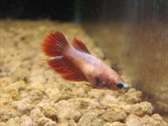 ベタ クラウンテール メス No.2