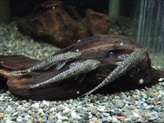 オトシン スレンダーマーブル