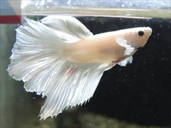 ベタ ハーフムーン プラチナホワイト