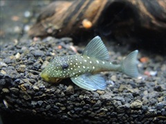 ブルーフィンプレコ