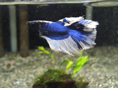 ベタ ハーフムーンロイヤルブループラチナホワイト オス No.1