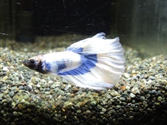 ベタ ハーフムーン ロイヤルブループラチナホワイト オス No.2