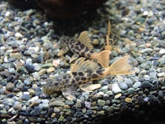 スーパーオレンジフィンレオパードトリムプレコ