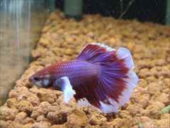 ベタ ダンボ ハーフムーン オス No.1