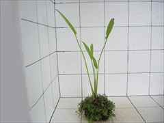 侘び草エキノMIX No.1