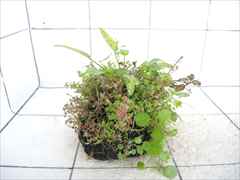 侘び草エキノMIX No.4