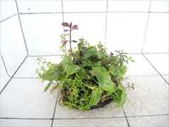 侘び草クリプトMIX No.1