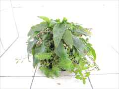 侘び草クリプトMIX No.2