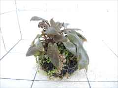 侘び草クリプトMIX No.4