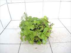 侘び草有茎草MIX No.1