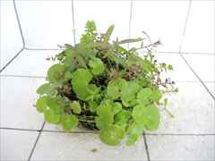 侘び草有茎草MIX No.3