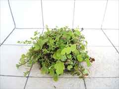 侘び草有茎草MIX No.4