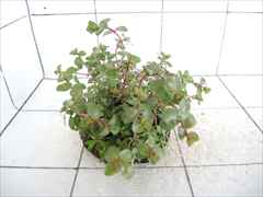 侘び草有茎草 (赤系) MIX No.1