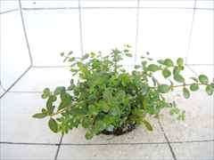 侘び草かれんNo.2